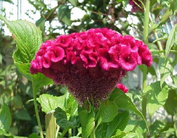 Celosia Cristata